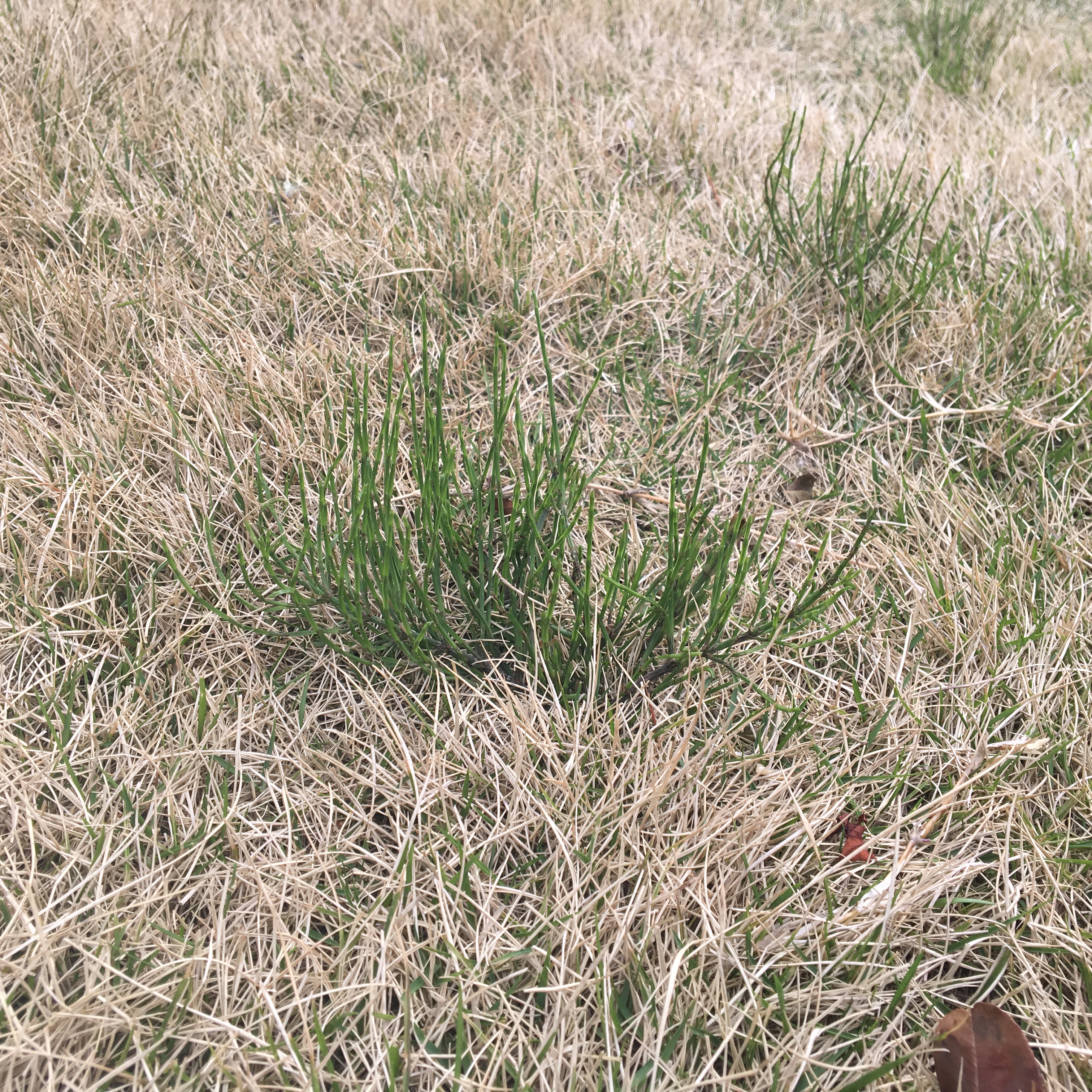芝生のお手入れ 雑草抜きと肥料やり。 Mirai Style晴耕雨読